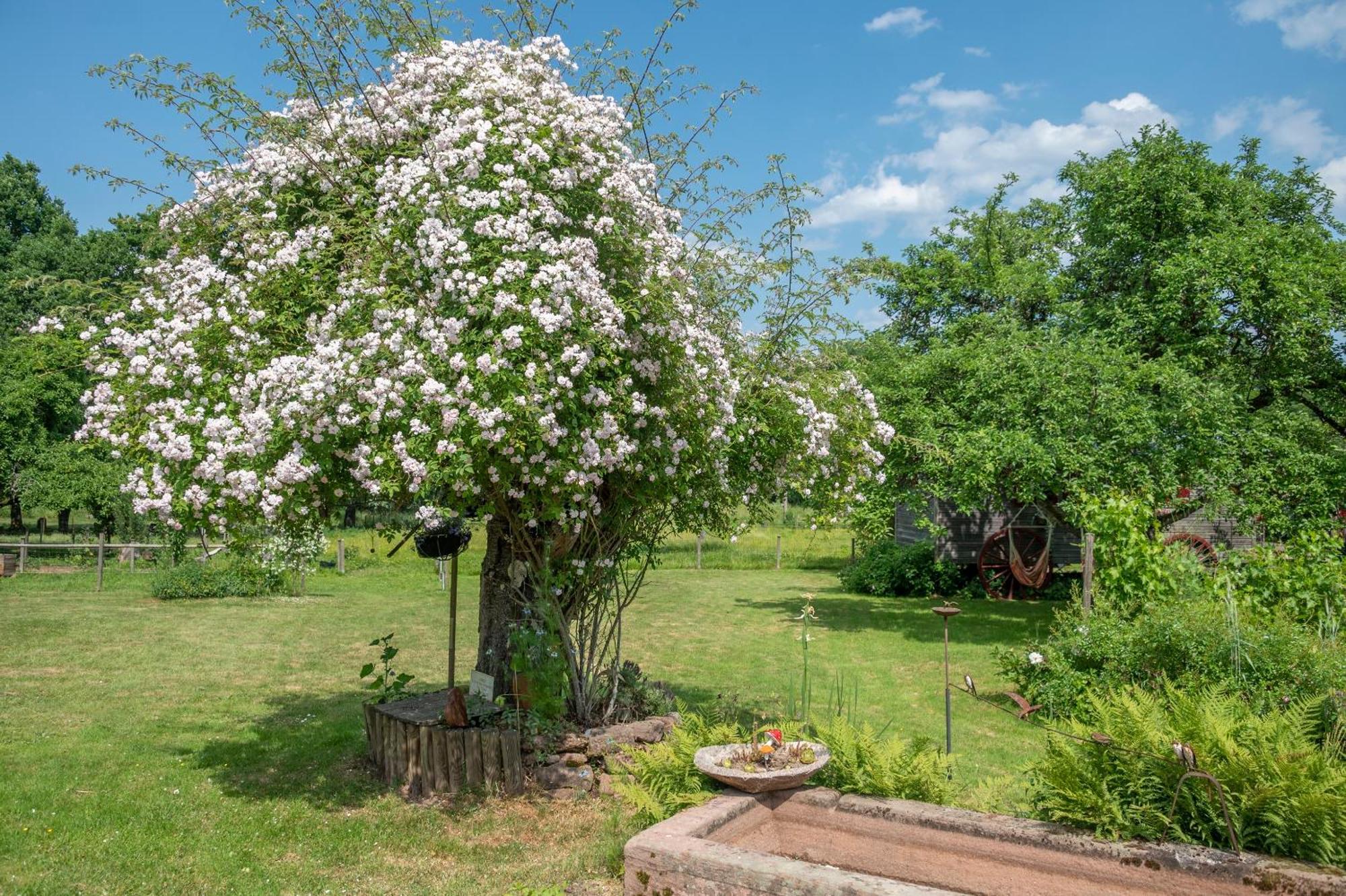 Roulotte Le Temps De Rever Bed & Breakfast Saint-Michel-sur-Meurthe Exterior photo